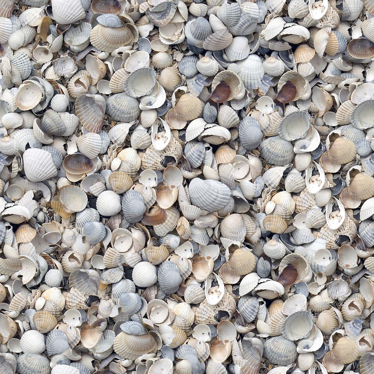 A pile of shells on the ground