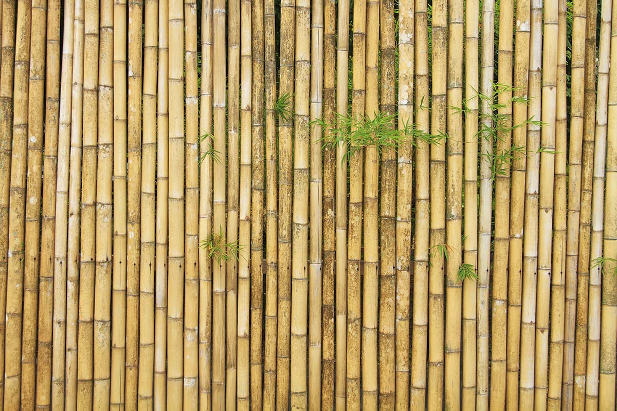 A wall of bamboo with green leaves