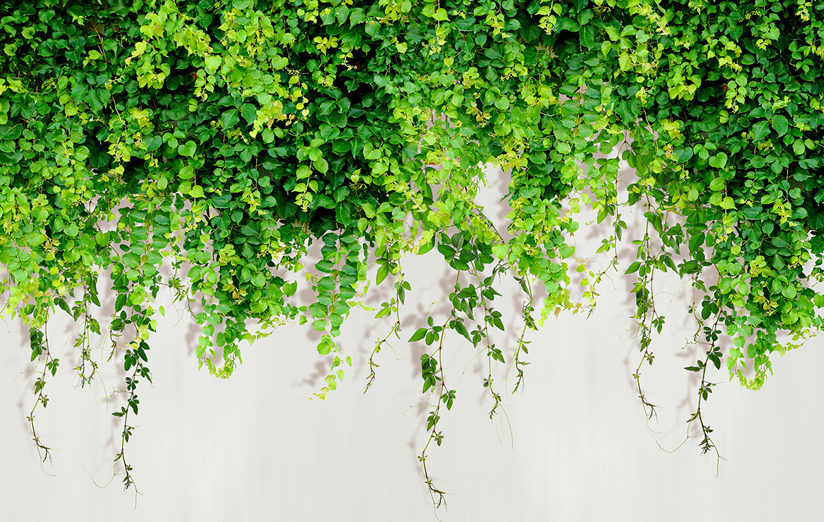 A green plant with many leaves