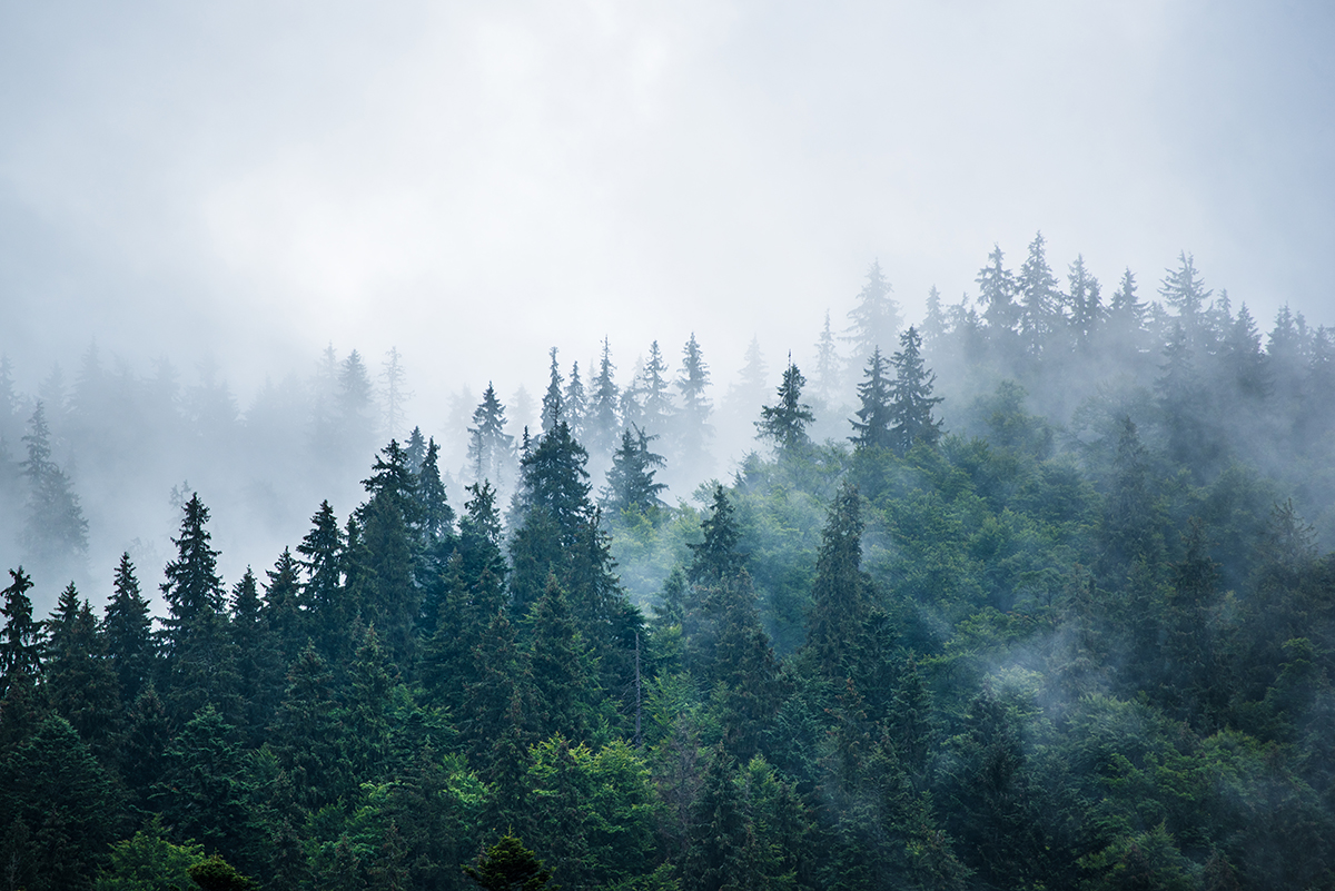 A foggy forest with trees