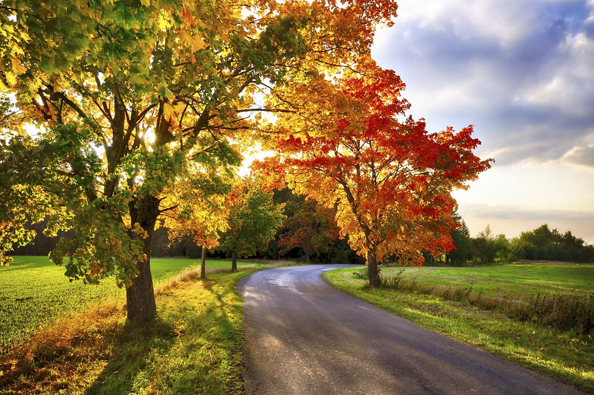 A road with trees and grass