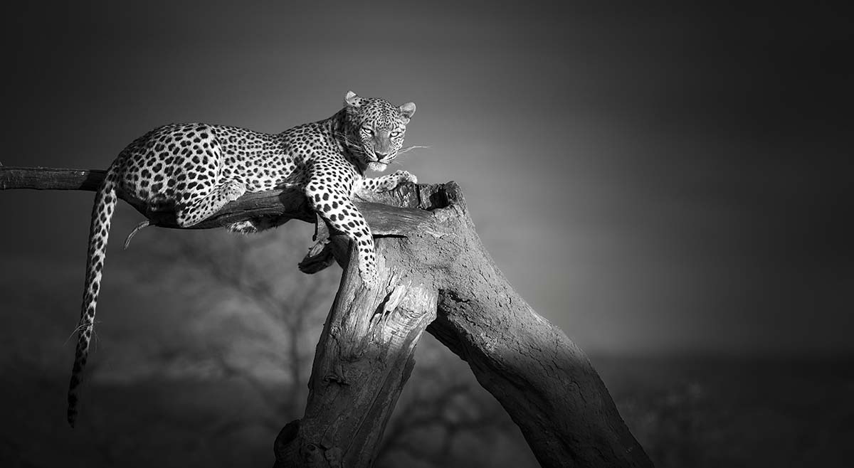 A leopard lying on a tree branch