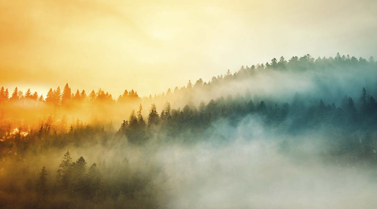 A foggy forest with trees in the background