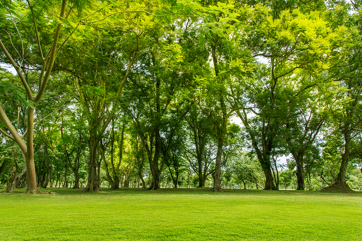 A green grass field with trees
