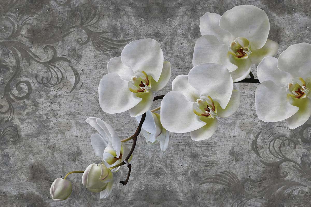 A white orchids on a branch