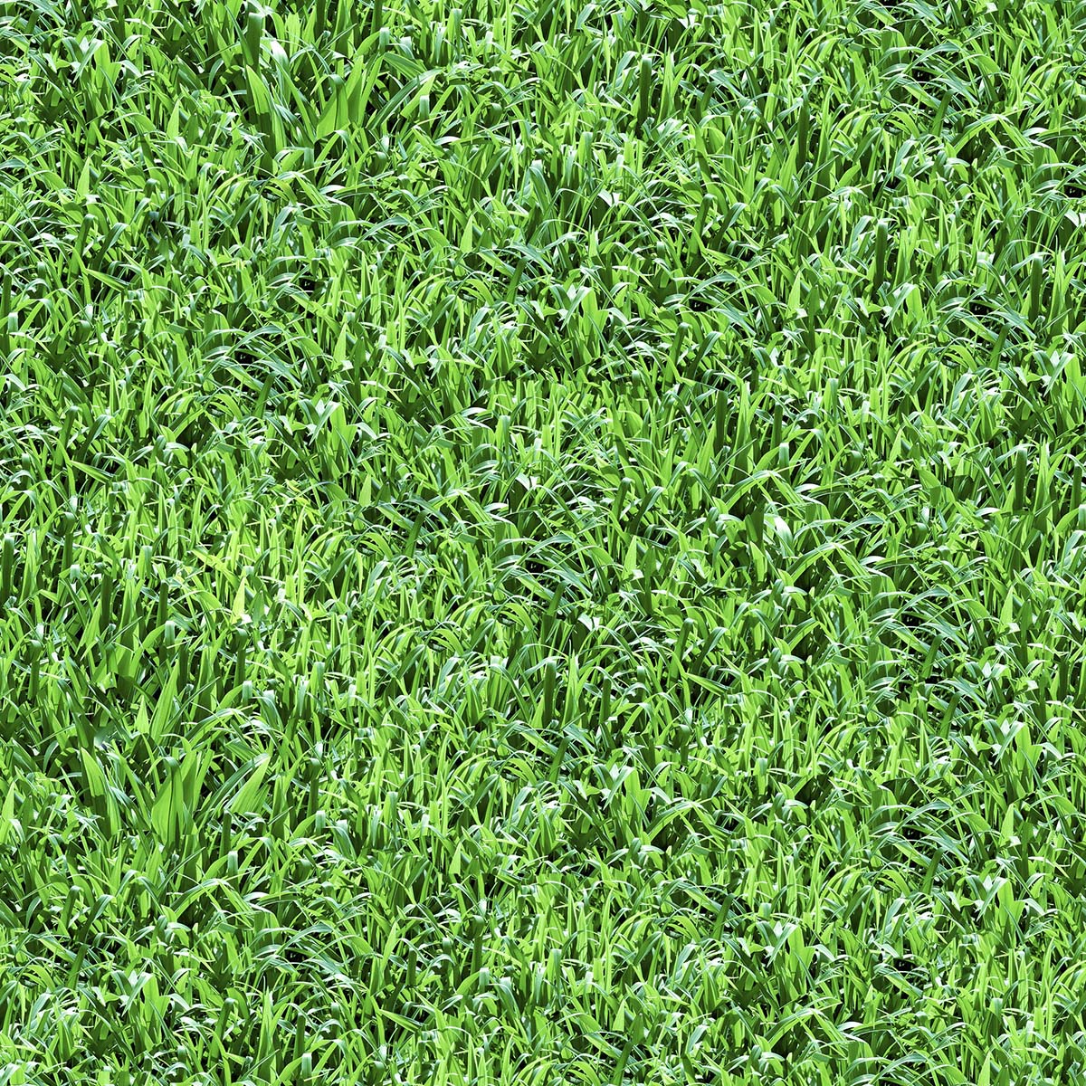 A close up of grass