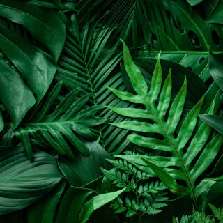 Beautiful Green Leaf Wallpaper for Walls