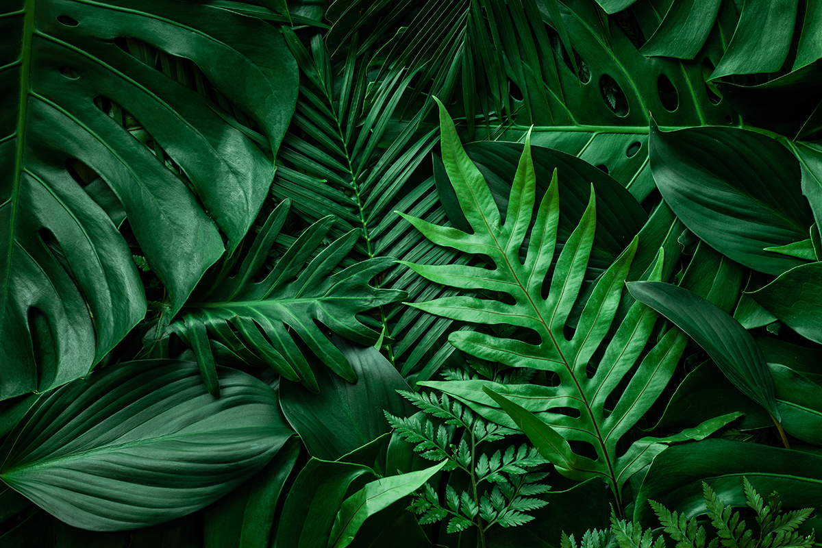 Beautiful Green Leaf Wallpaper for Walls