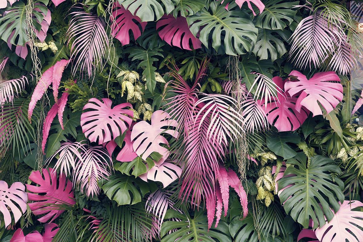 A group of pink and green leaves