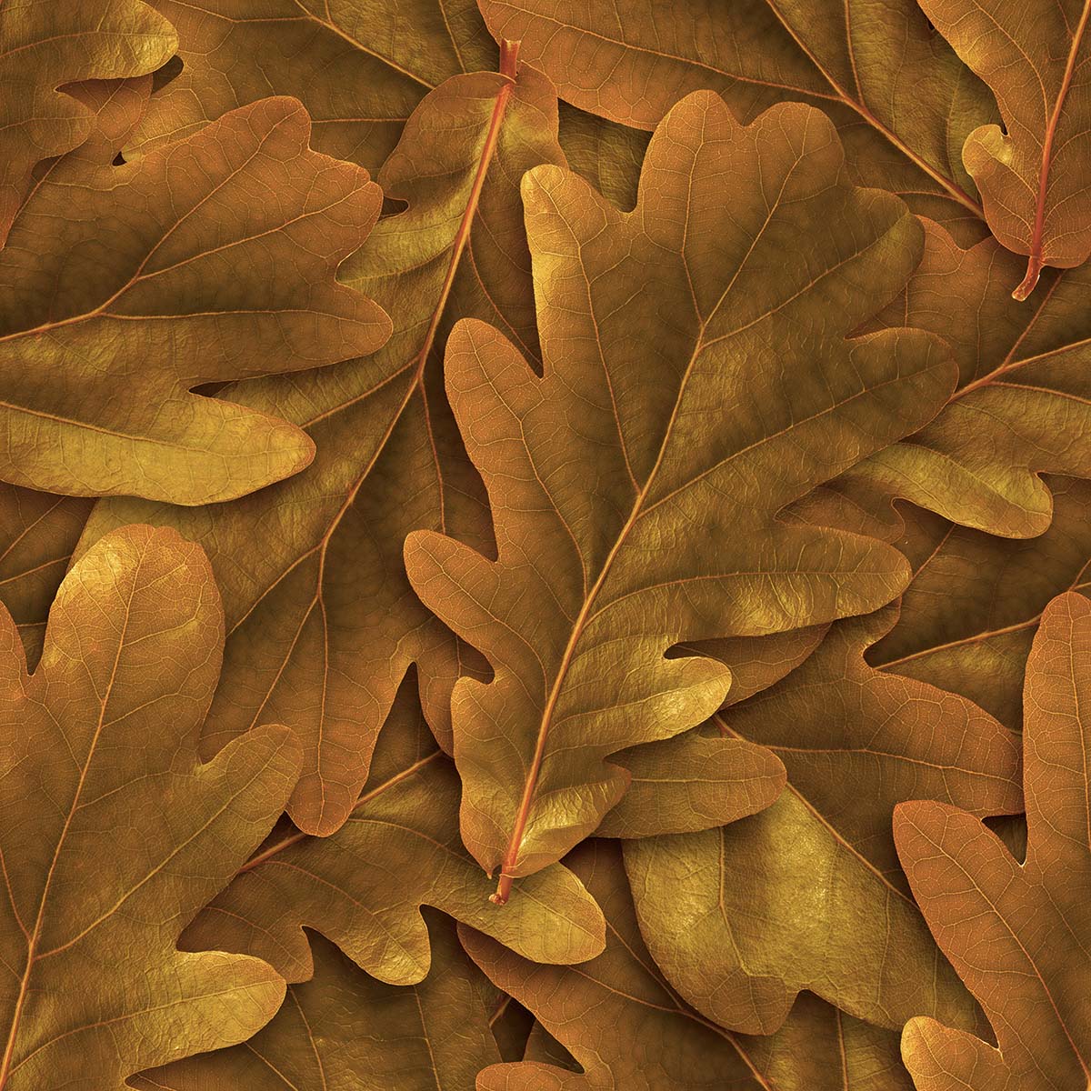 3D Leaves Wallpaper for Wall
