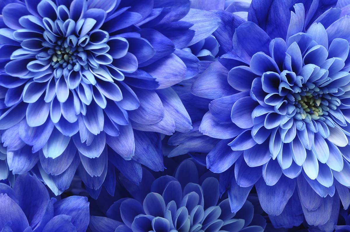 A group of blue flowers