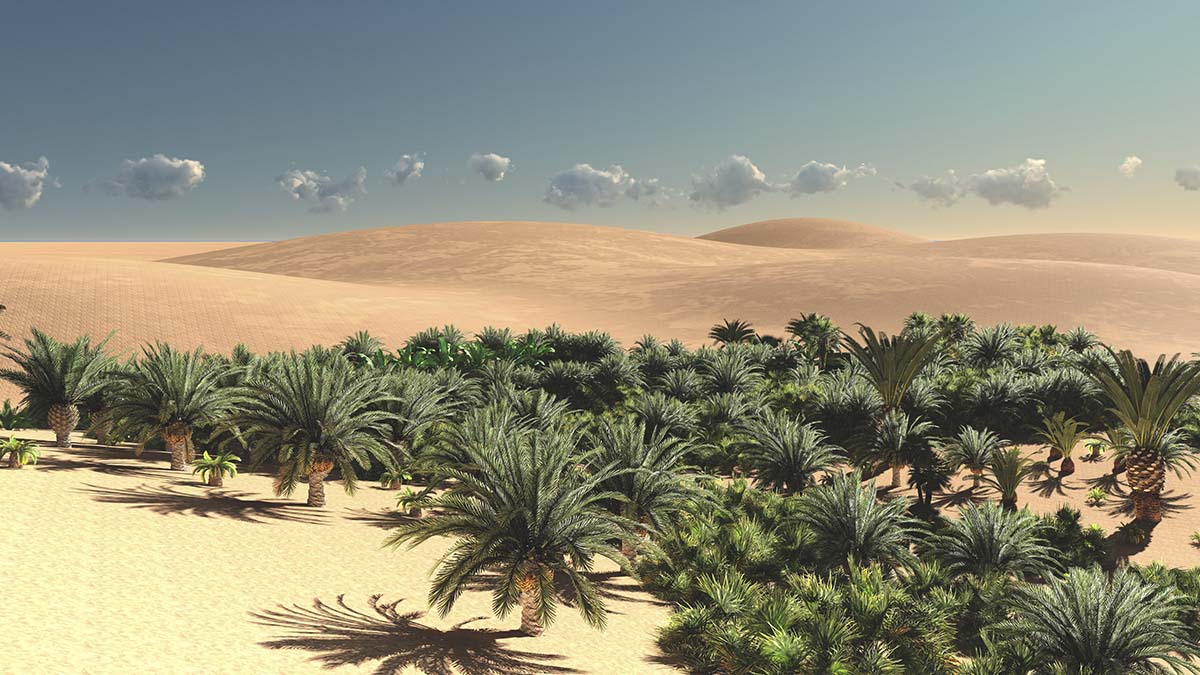 Palm trees in a desert