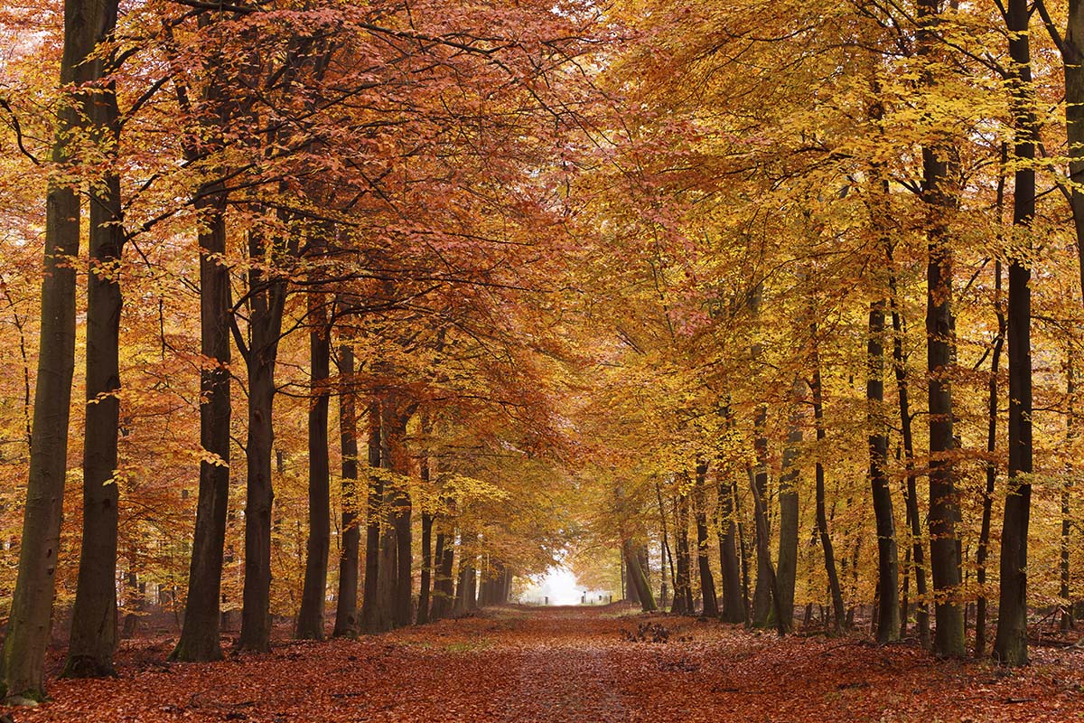 A path with orange and yellow leaves on trees