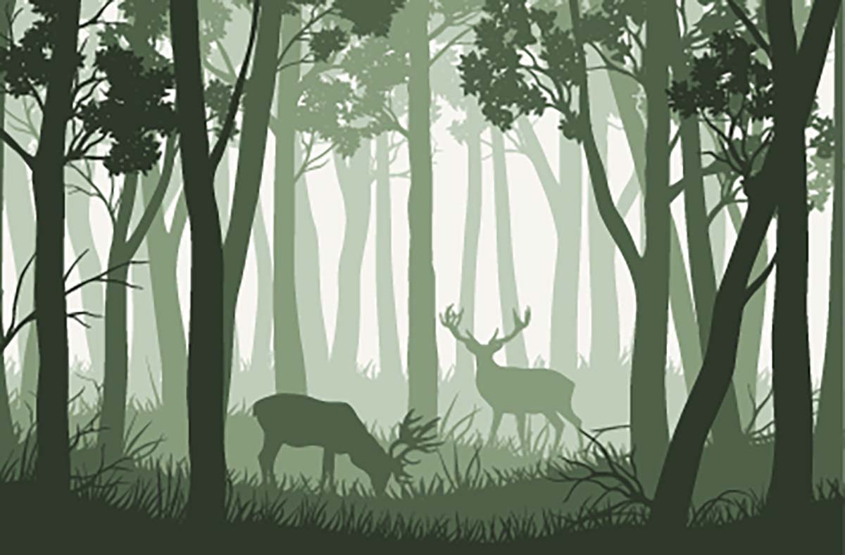 A couple of deer in a forest