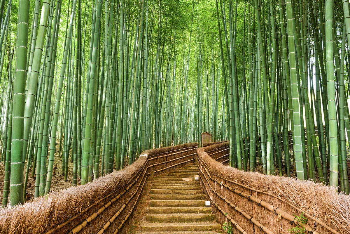A path through a bamboo forest