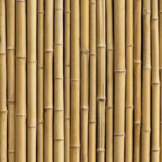 Close up 3D Bamboo Wallpaper for Wall