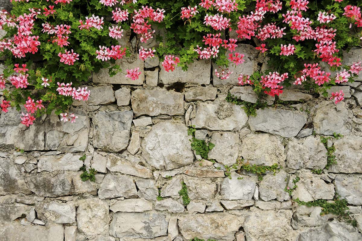 A stone wall with pink flowers