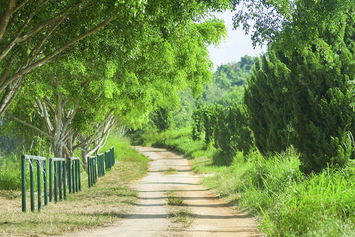 A dirt road with trees and grass