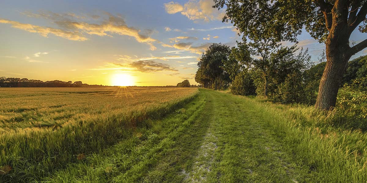 A dirt road through a field with trees and a sunset