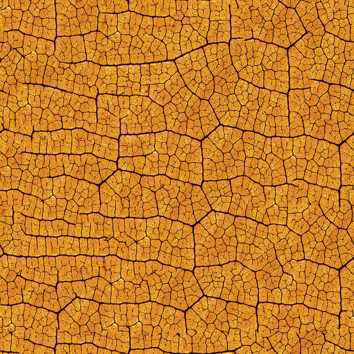 A close up of a leaf