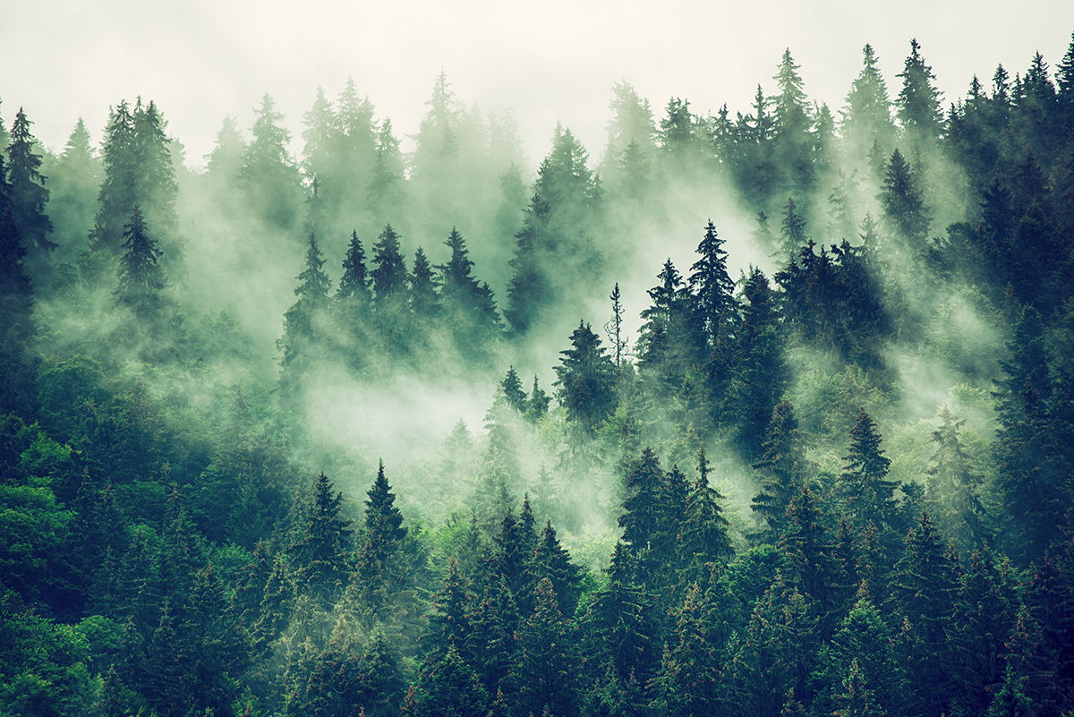 A foggy forest with trees
