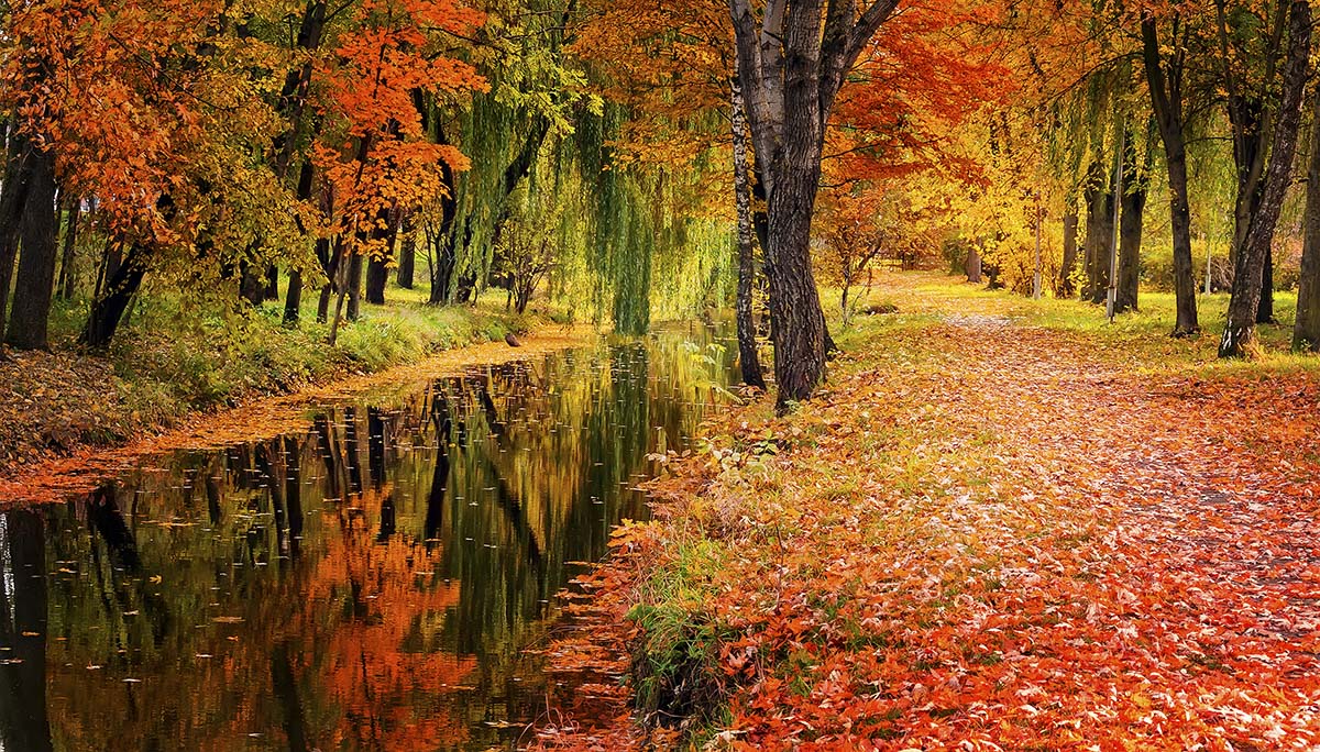 A stream with colorful leaves on the ground