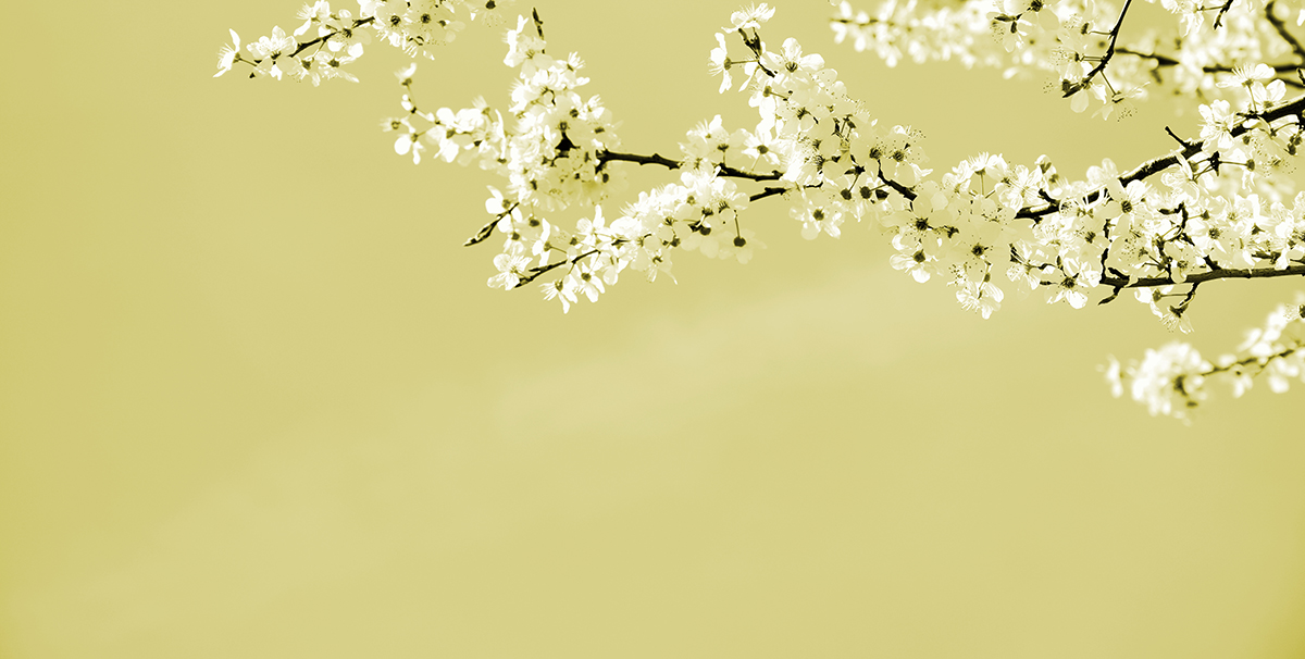 A close up of a branch with white flowers