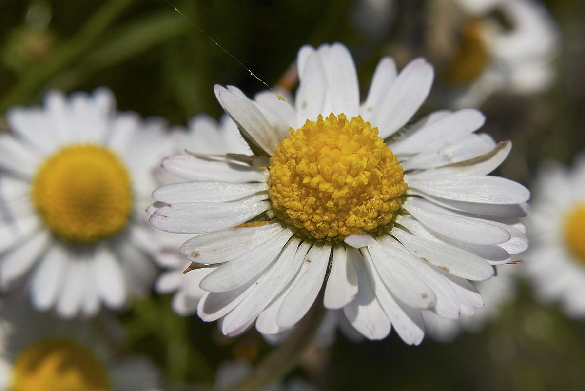 Daisy Flower Wallpaper for Home