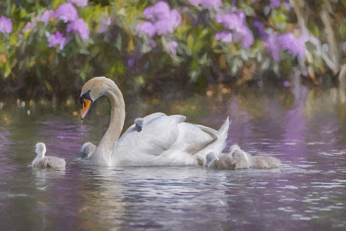 A swan with babies in water