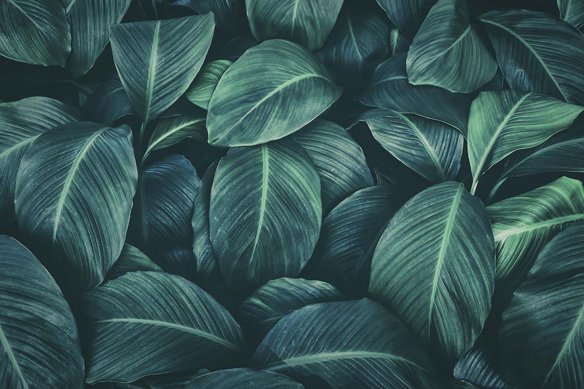 Tropical Leaf Wallpaper for Walls