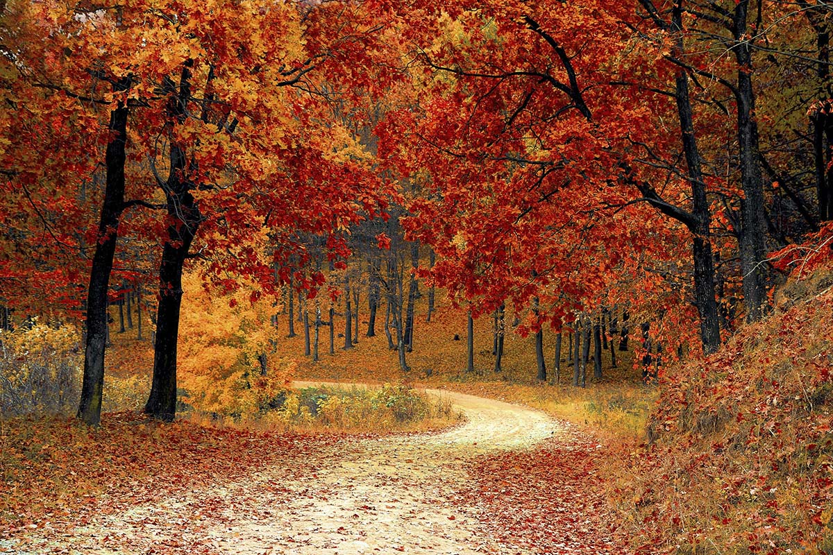 A road through a forest with orange and yellow trees