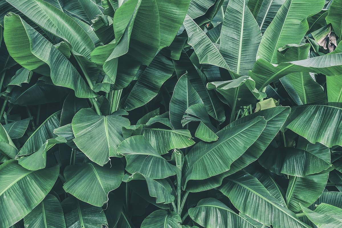 A large green leaves