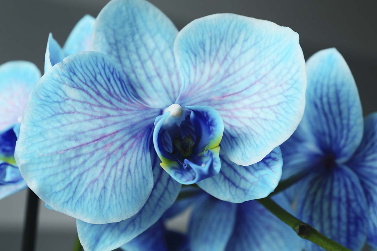A close up of a blue flower