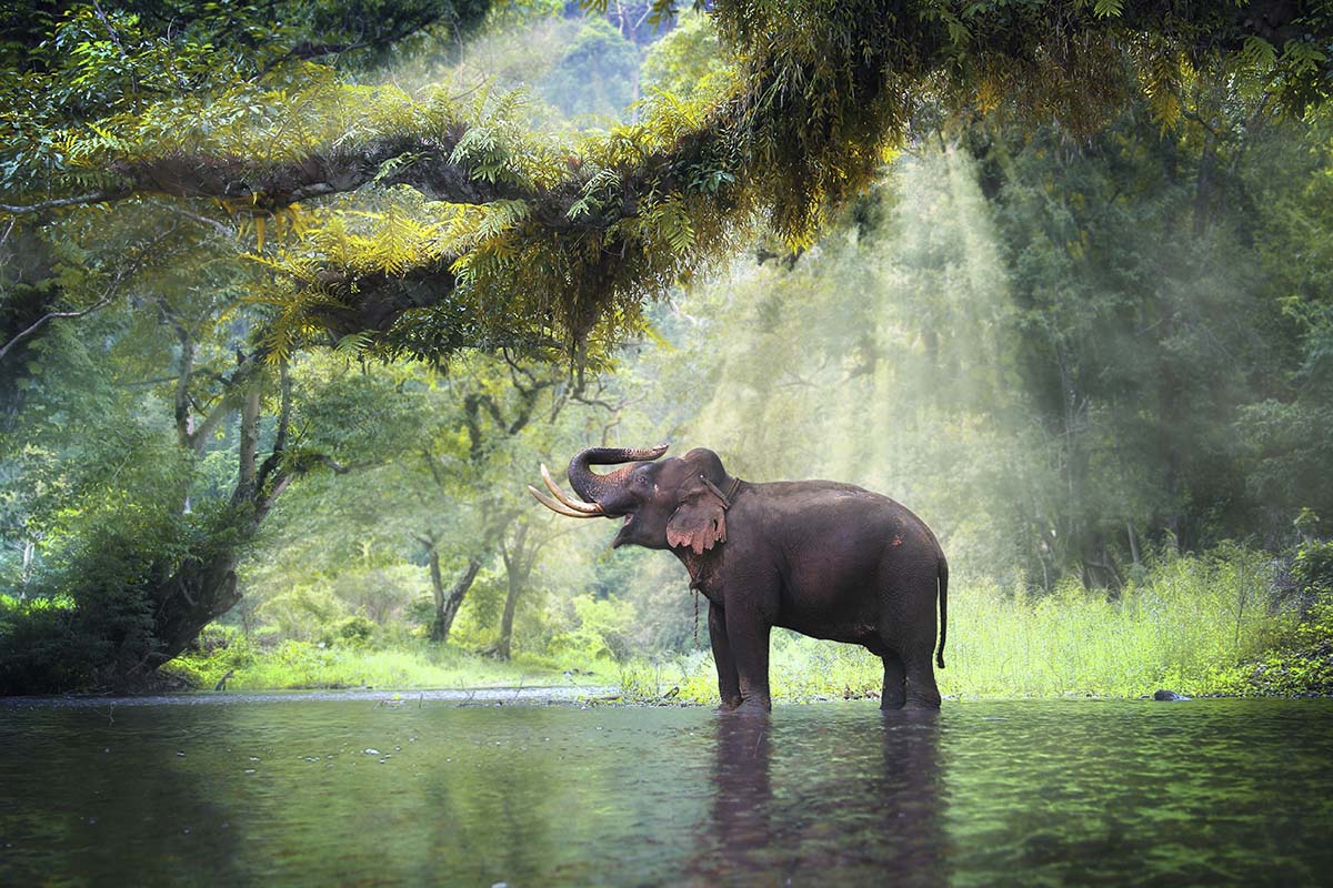 An elephant standing in water under a tree