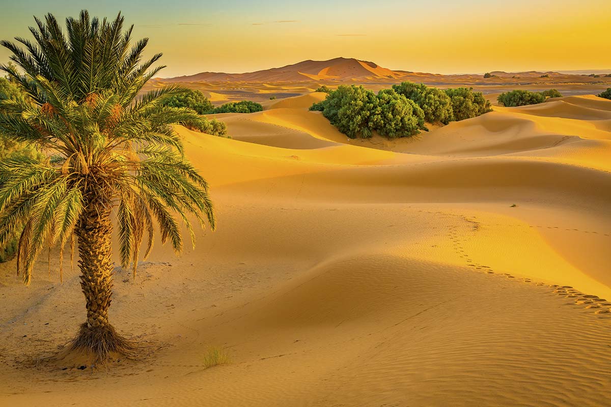 A palm tree in a desert