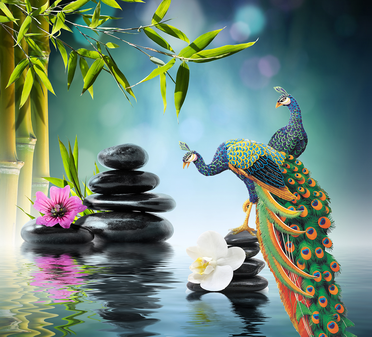 A peacock on a rock