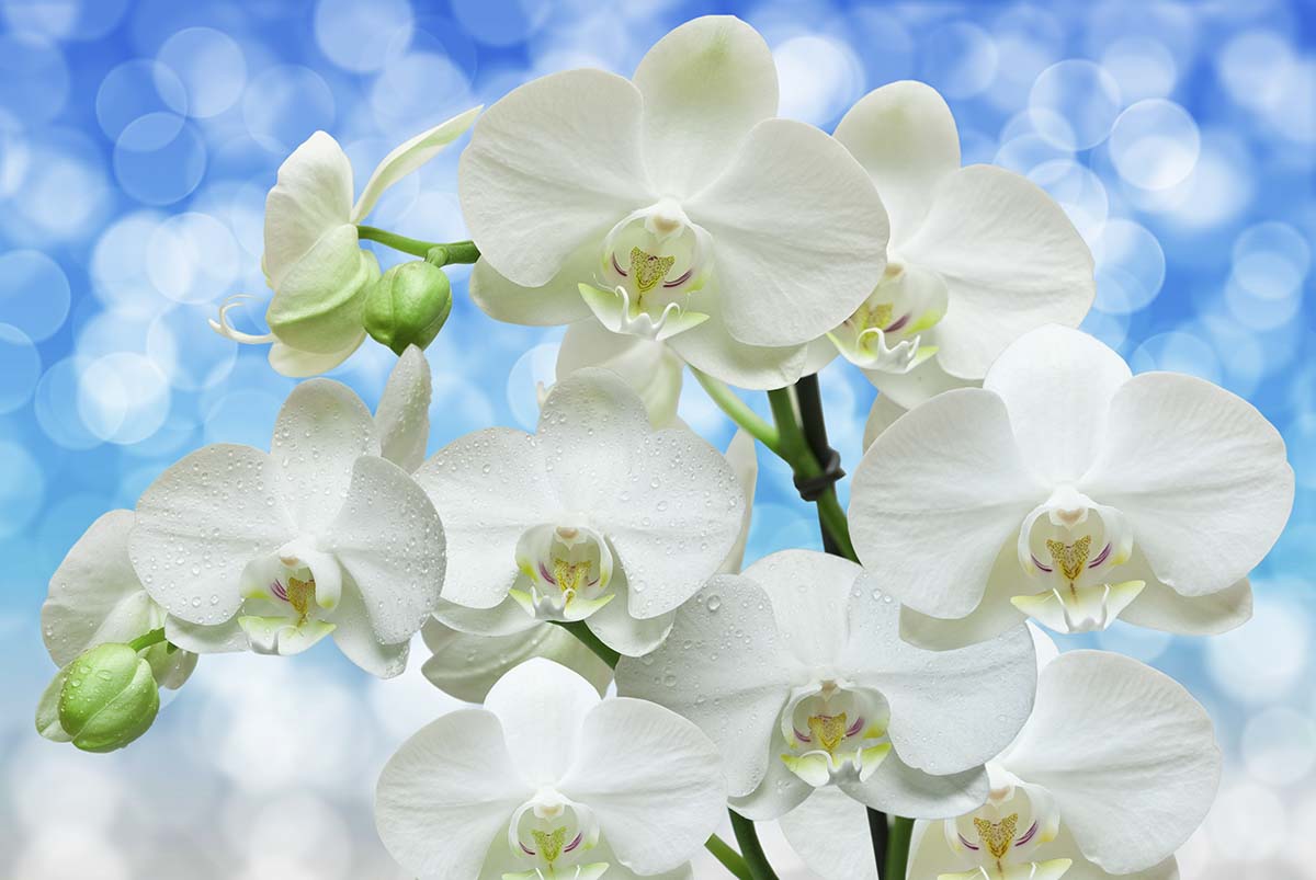 A close up of white flowers