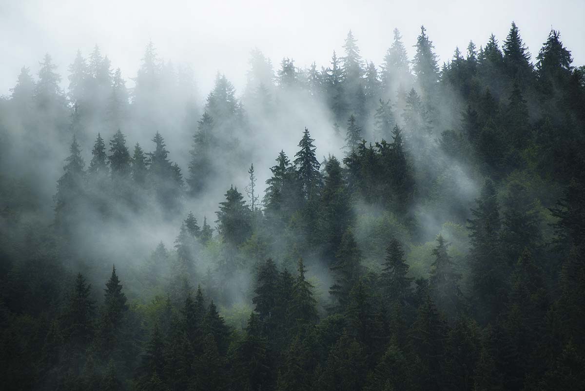 A foggy forest with trees