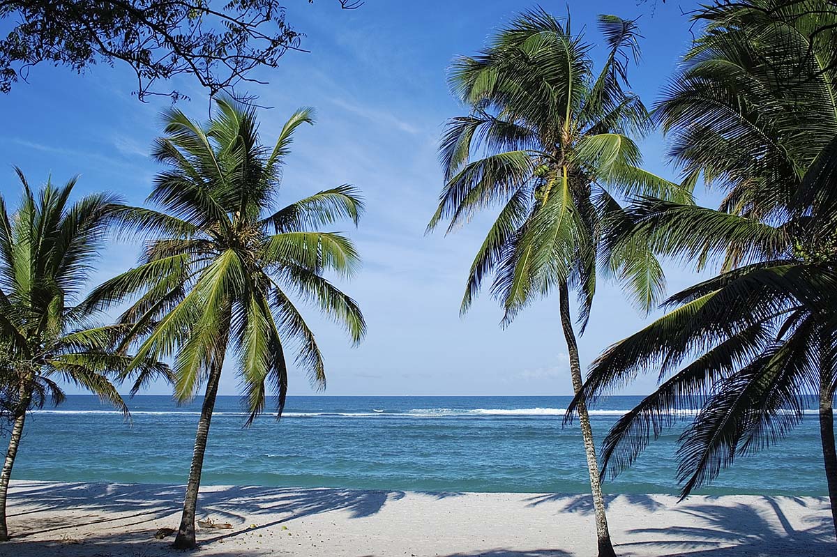 Palm trees on a beach