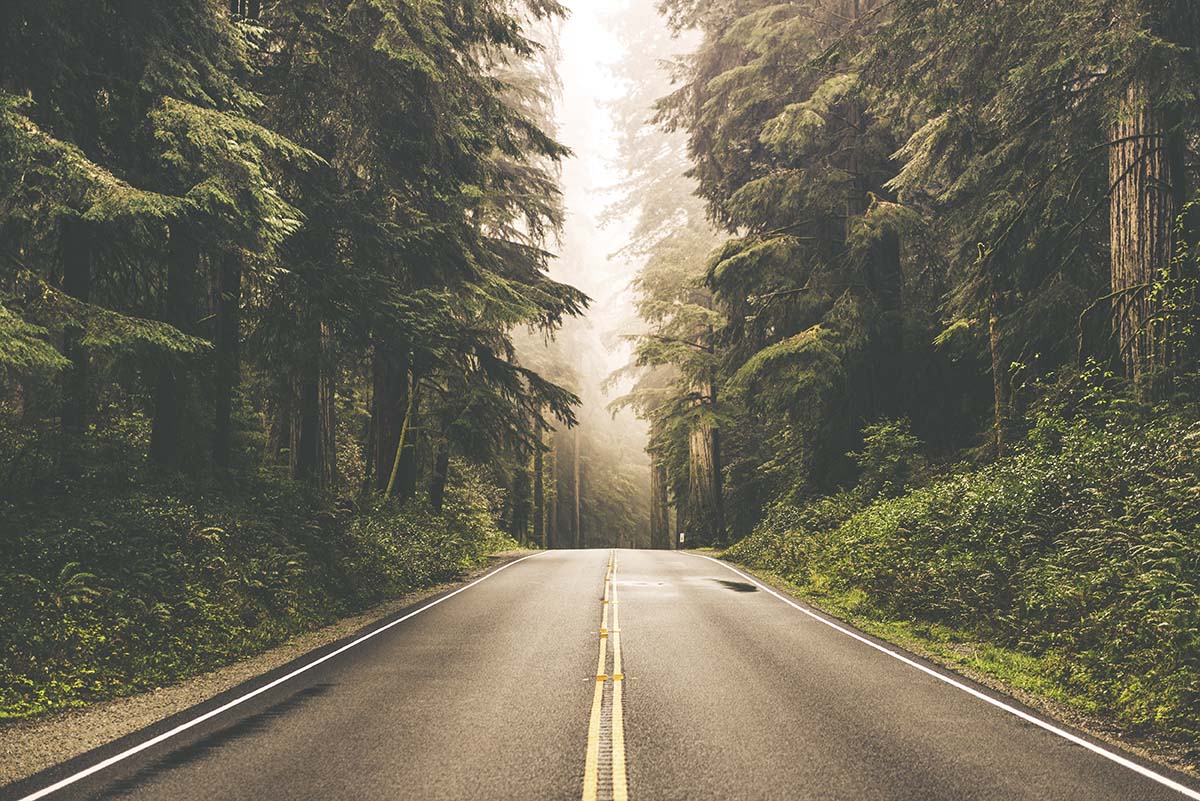 A road with trees on the side