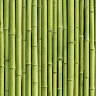 3D Green Bamboo Wallpaper for Wall