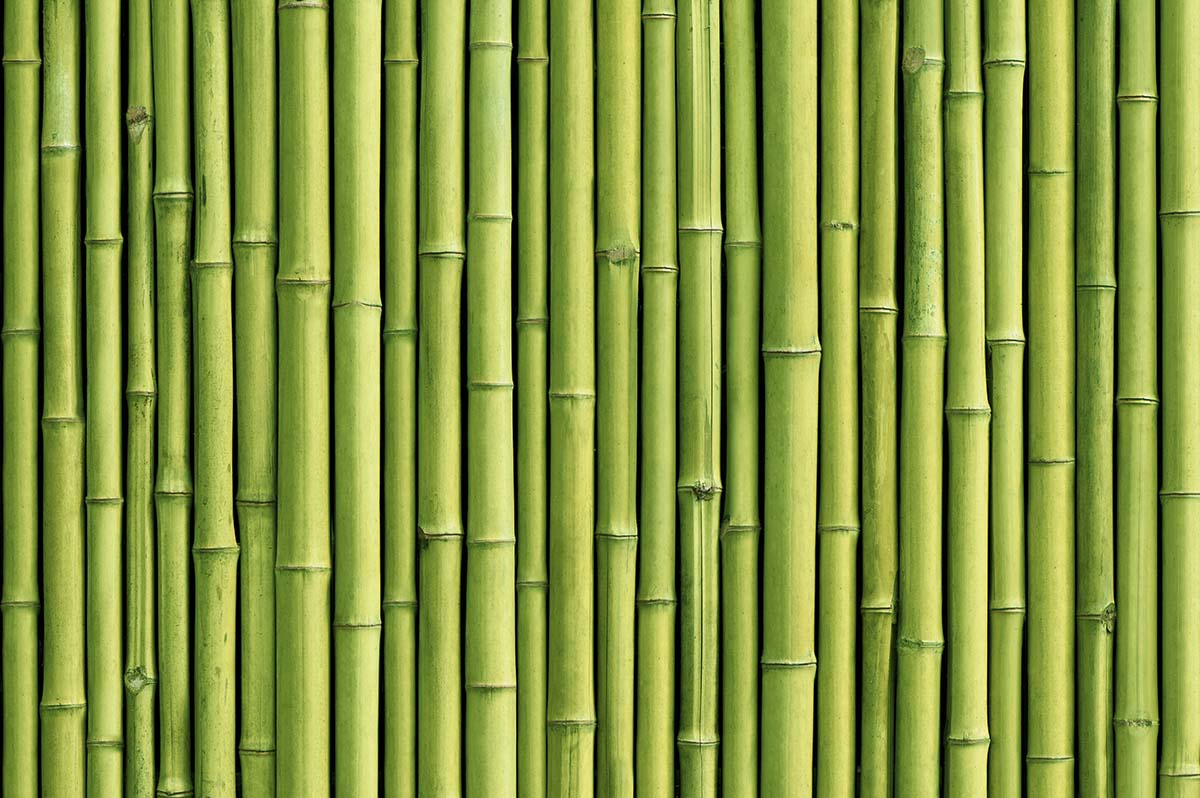 3D Green Bamboo Wallpaper for Wall