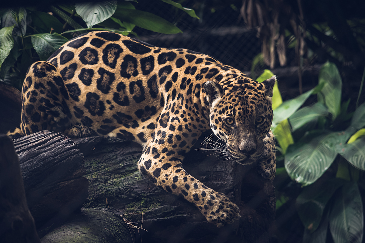 A leopard lying on a log