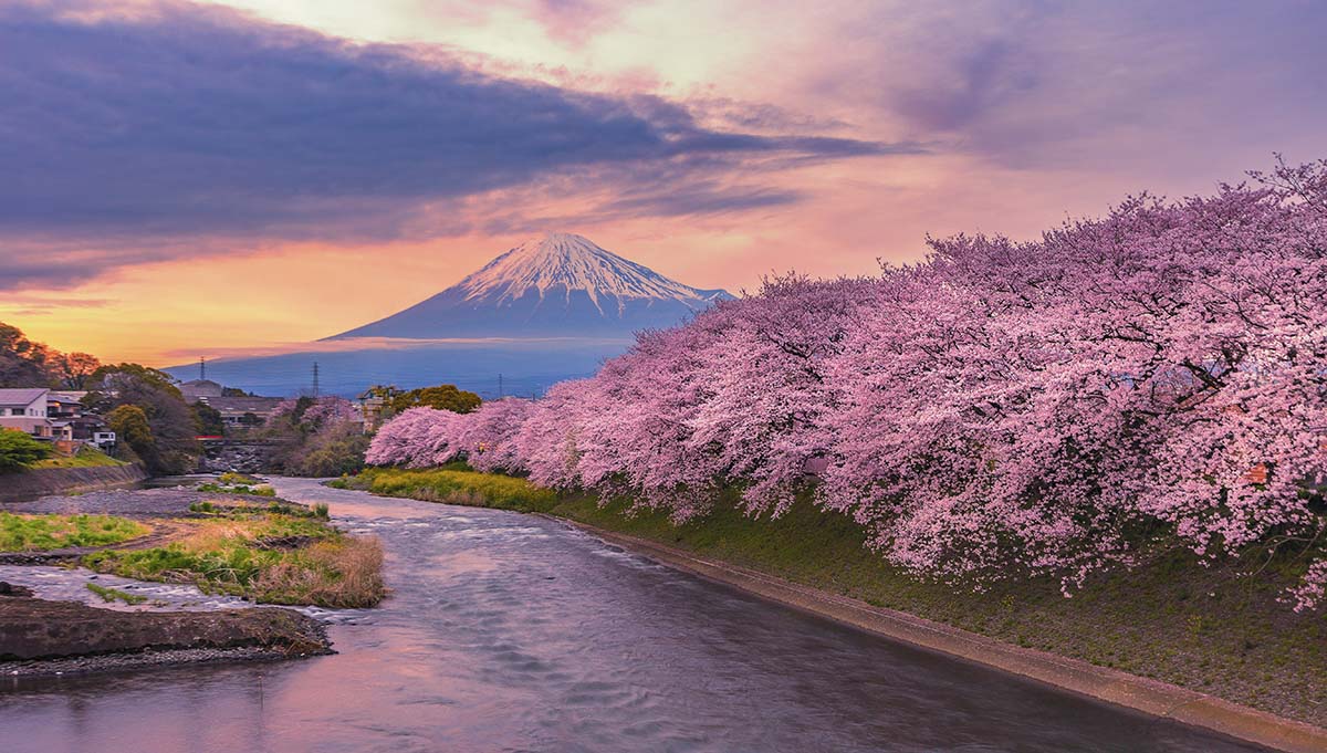 A river running through a valley with pink flowers