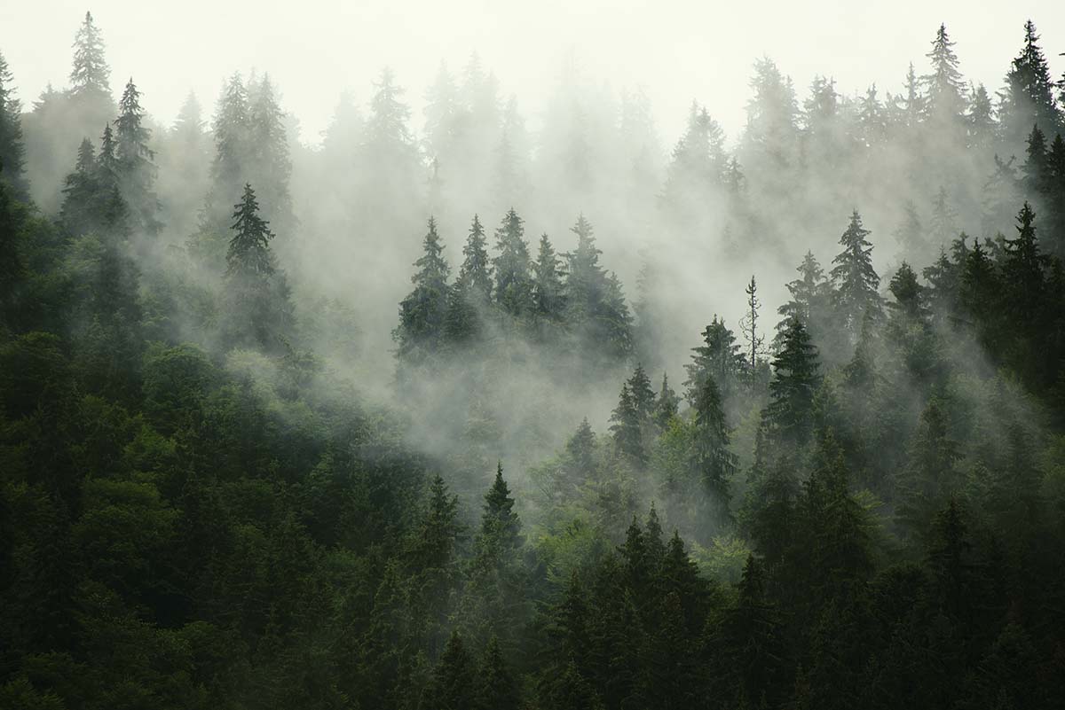 A foggy forest with trees