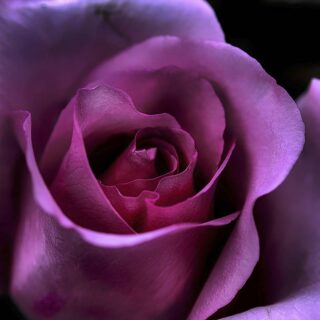 Purple Rose Wallpaper for Home
