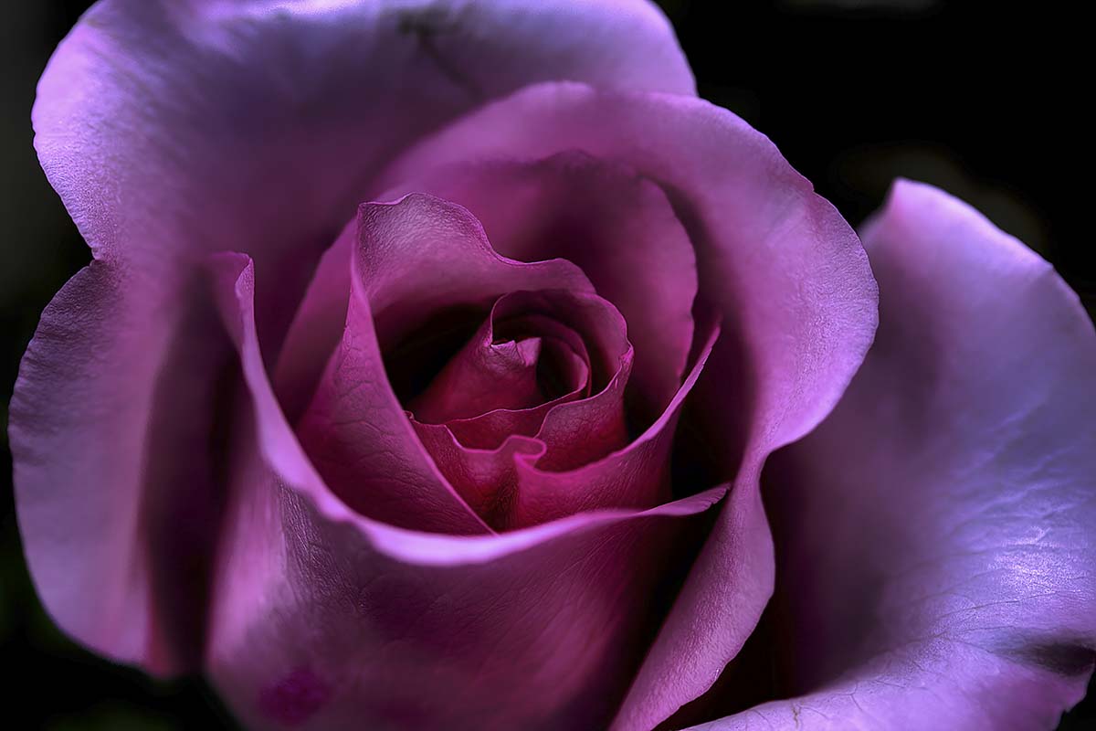 Purple Rose Wallpaper for Home