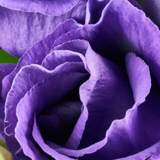 Purple Rose Close Up Wallpaper for Home