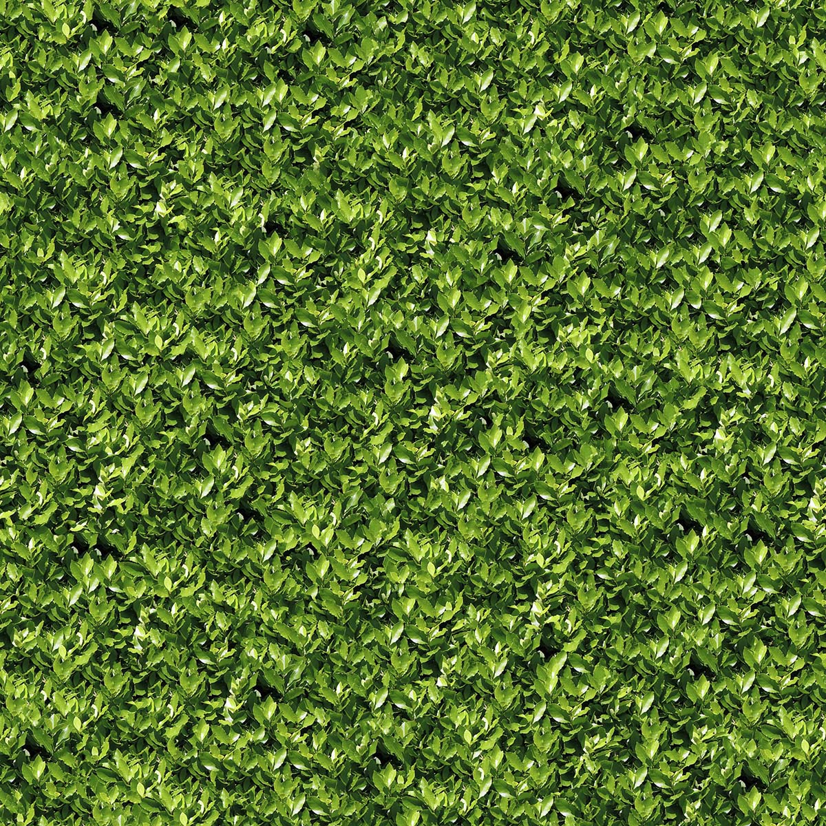 Green Leaves Wallpaper for Home