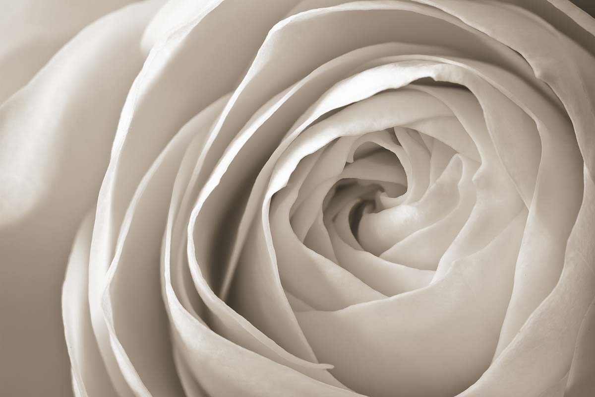A close up of a white rose